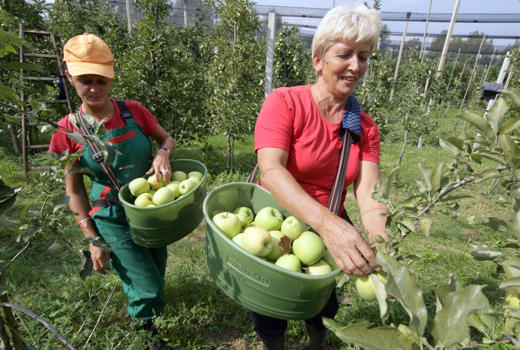 Na Štajerskem potrebujejo 355 sezonskih delavcev