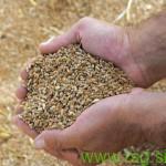 Pšenice letos manj, kakovost na visoki ravni