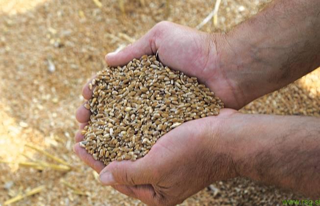 Na kaj naj bomo pozorni pri žetvi pšenice?