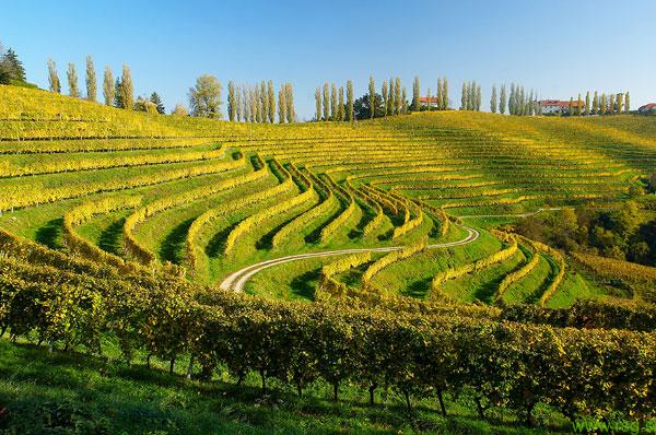 Zlata trsna rumenica ogroža tudi vinograde v Slovenskih goricah