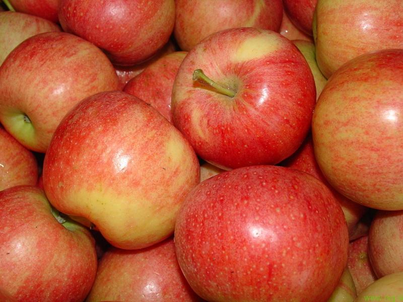 Praznik jabolk v Selnici ob Dravi