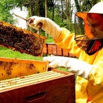 Slovenija s slavnostnim sprejemom proslavila razglasitev 20. maja za svetovni dan čebel