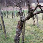 Anovski vinogradniki bodo ta konec tedna ocenjevali vina in opravili rez trt na Postičevi poti