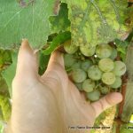 Kako bo z 9. odprtim meddruštvenim ocenjevanjem vin slovenjegoriških vinogradnikov letos?