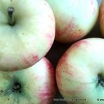 Jabolko na tisoč in en način v Selnici ob Dravi