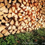 Pri spravilu lesa v gozdu še vedno potrebujemo odločbo o poseku