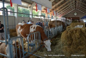 Ponedeljek na Agri bo v znamenju gastronomije, govedorejcev, živilcev in veterinarjev