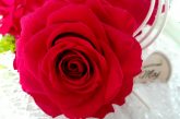 Rdeča vrtnica kot simbol ljubezni še vedno prva izbira