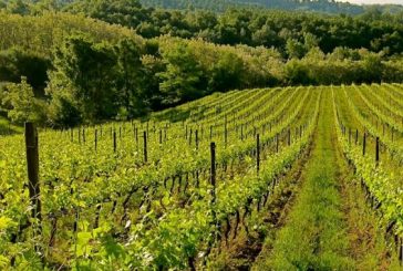 Vinarstvo in vinogradništvo sta v Sloveniji pomembni gospodarski panogi
