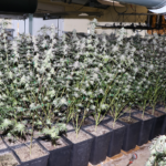 POLICISTI PRIJELI PREKUPČEVALCE Z DROGAMI Z OBMOČJA LENARTA IN MARIBORA